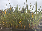 10x Harakeke - $1.99 each
