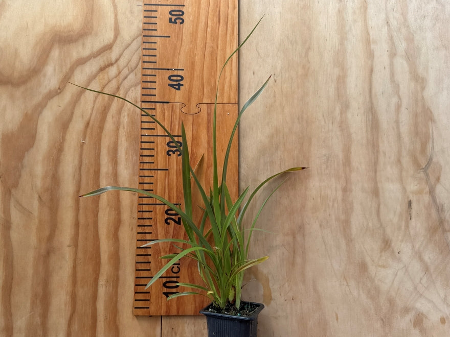 100x Harakeke - NZ Flax - $4.99 each