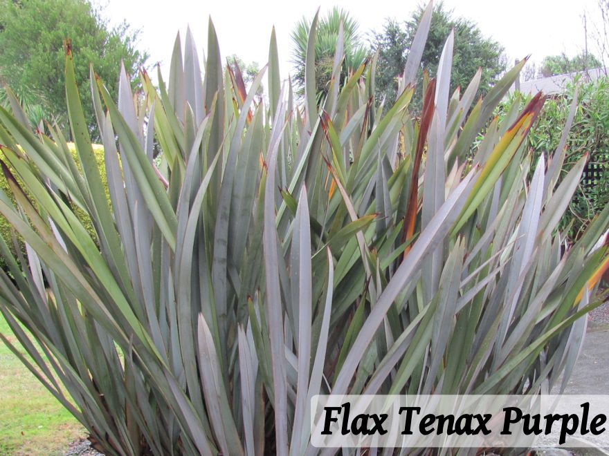 1000x Riparian Combo - $3.49 each