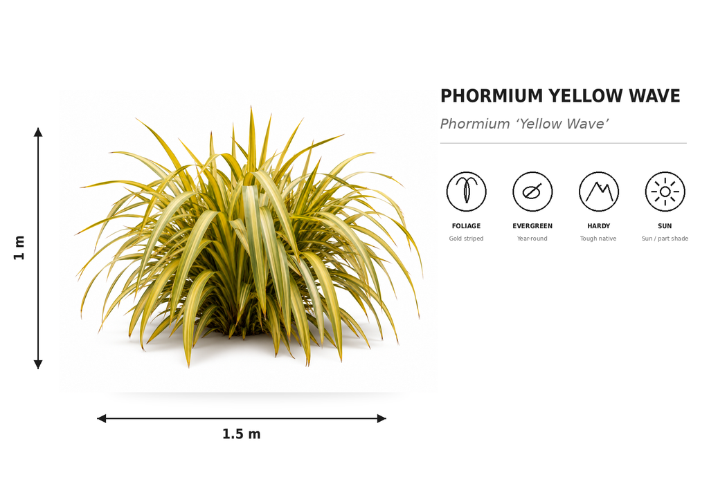 5x Phormium Yellow Wave - $12.99 each