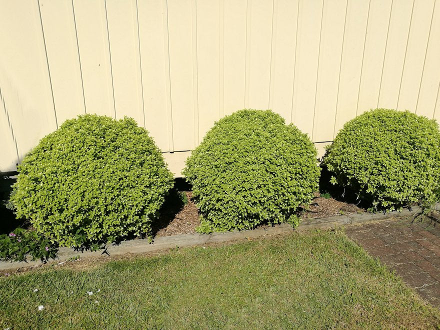 5x Pittosporum Globe - $11.99 each