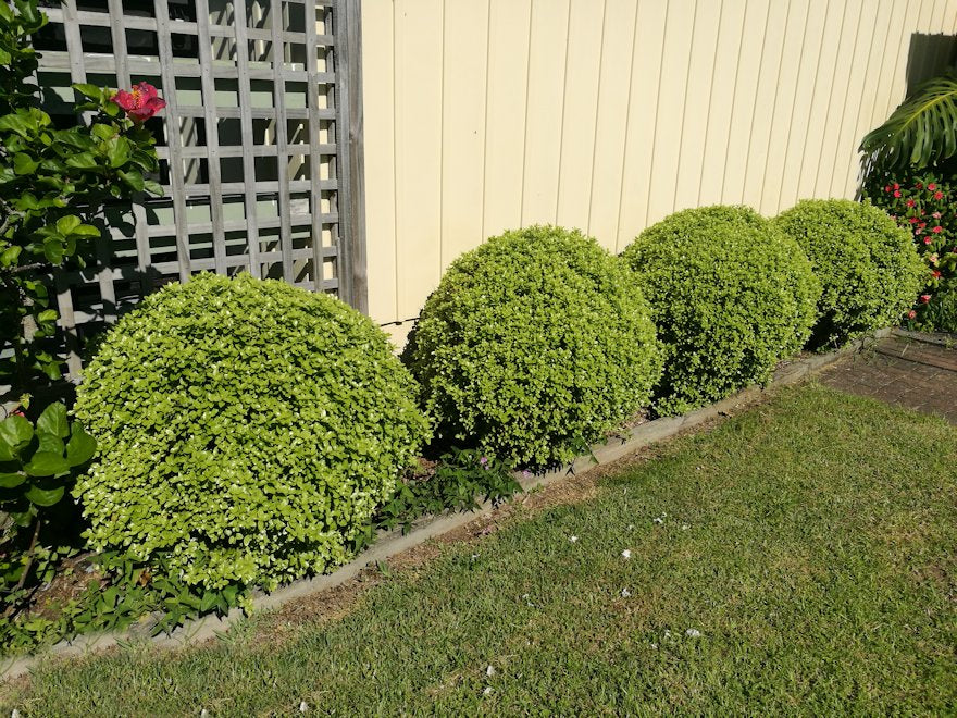 5x Pittosporum Globe - $11.99 each