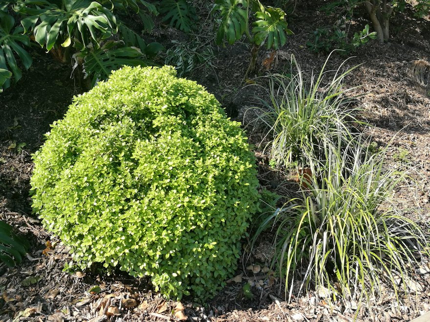 5x Pittosporum Globe - $11.99 each