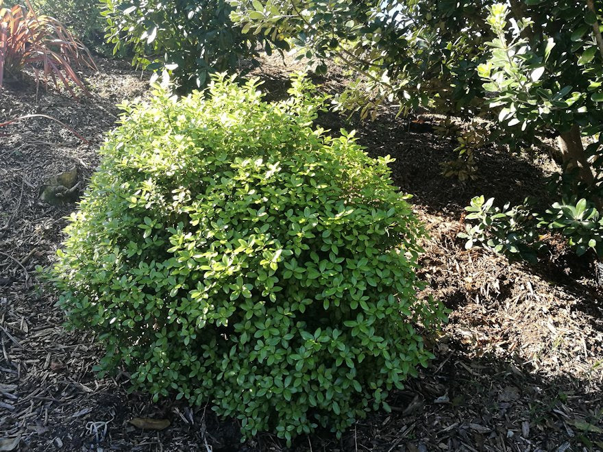 5x Pittosporum Globe - $11.99 each