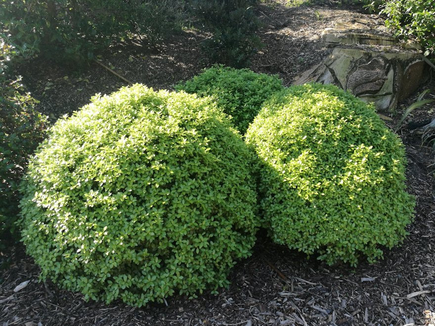 5x Pittosporum Globe - $11.99 each