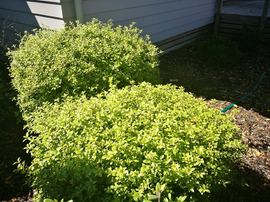 5x Pittosporum Globe - $11.99 each