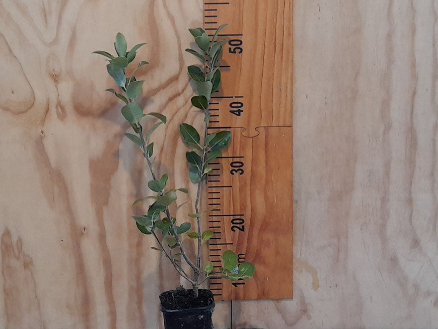 5x Pittosporum Stephens Island - $9.99 each
