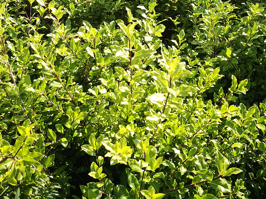 5x Pittosporum Globe - $11.99 each