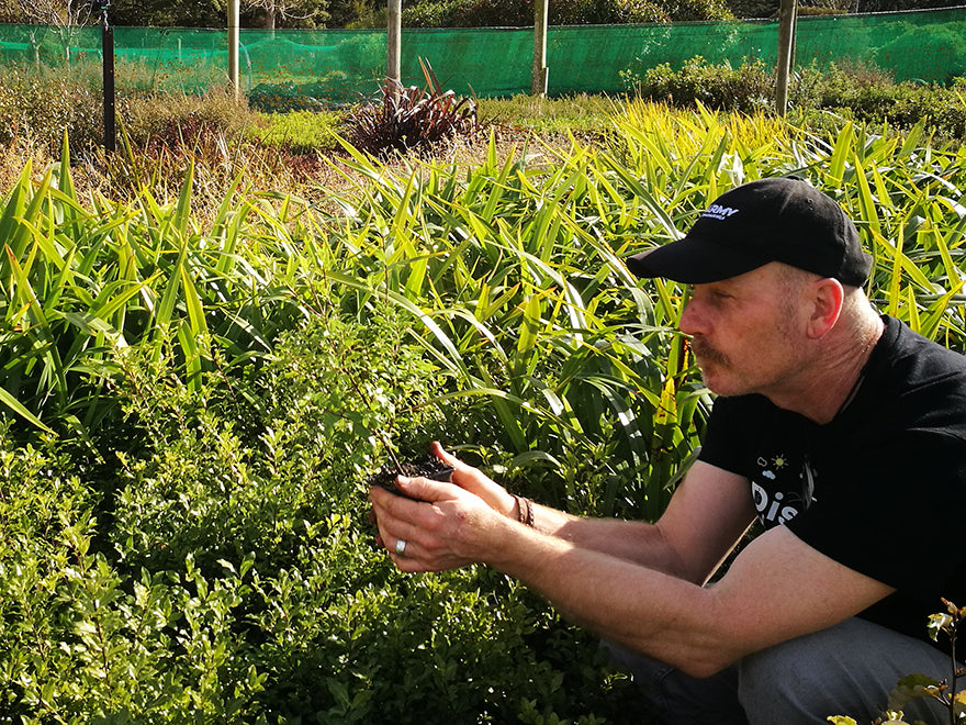 5x Pittosporum Globe - $11.99 each