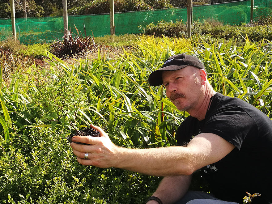 5x Pittosporum Globe - $11.99 each