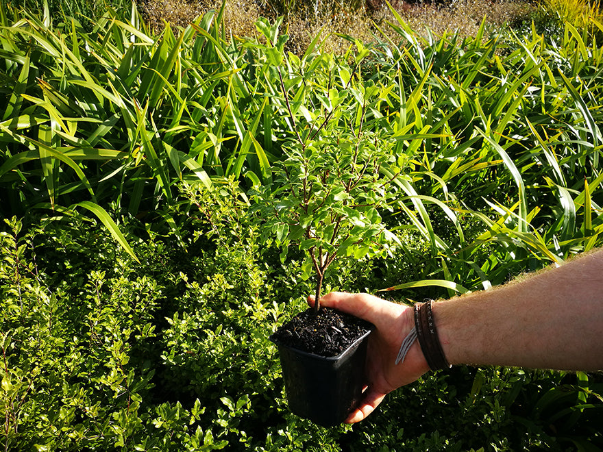 5x Pittosporum Globe - $11.99 each