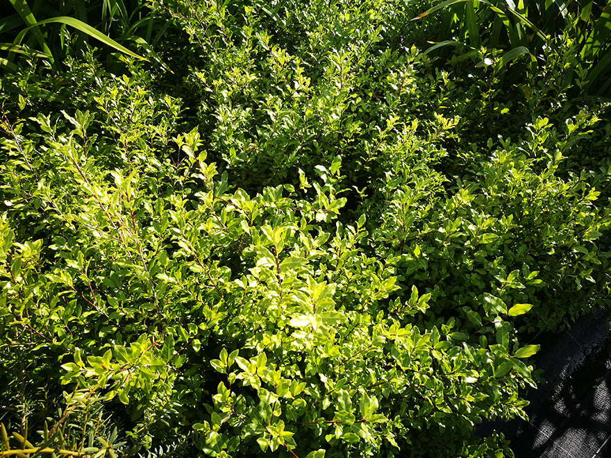 5x Pittosporum Globe - $11.99 each