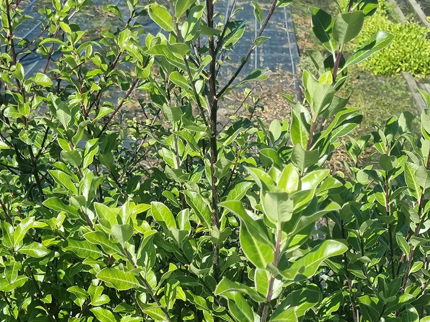 5x Pittosporum Stephens Island - $1.99 each