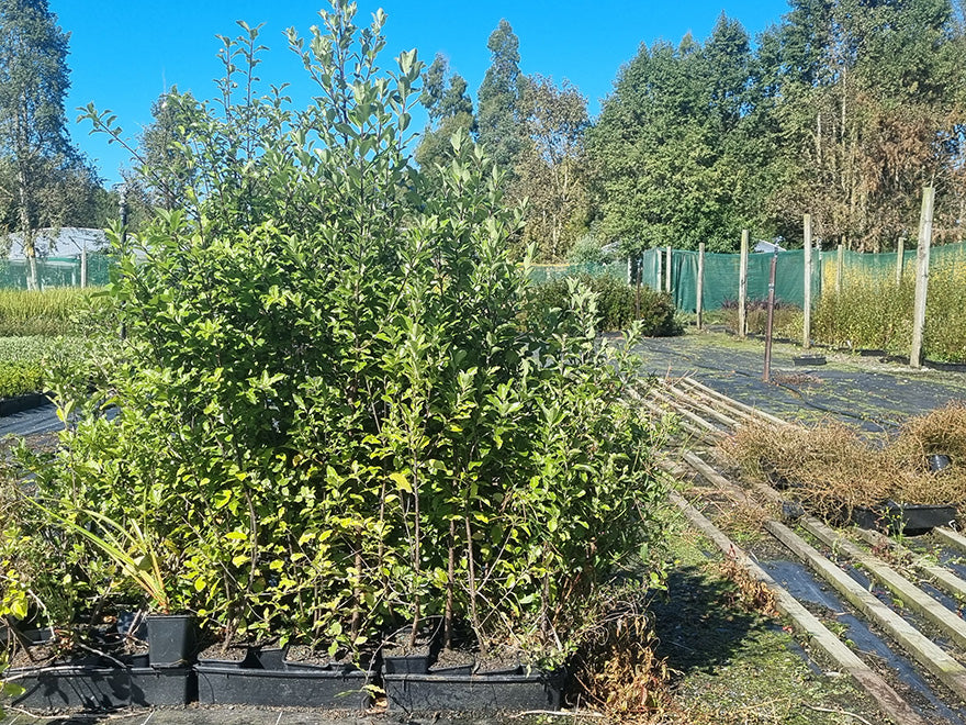 5x Pittosporum Stephens Island - $1.99 each