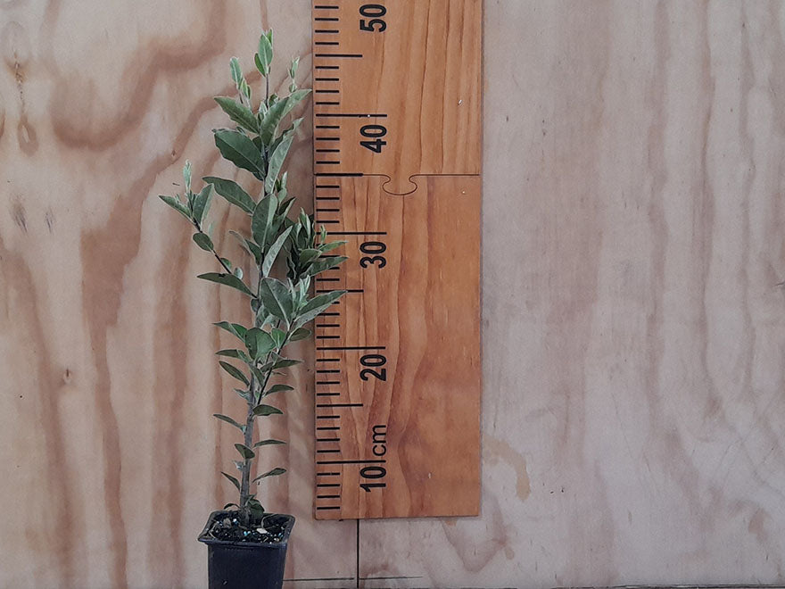 100x Kōhūhū - Pittosporum - $2.99 each