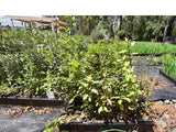 10x Pittosporum Tenuifolium - $1.99 each