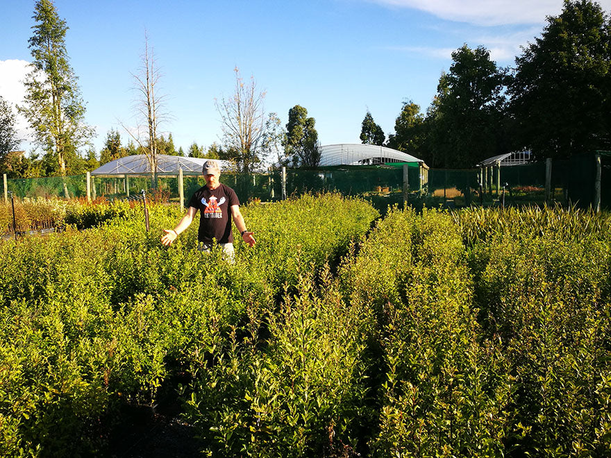 25x Kōhūhū - Pittosporum - $2.99 each