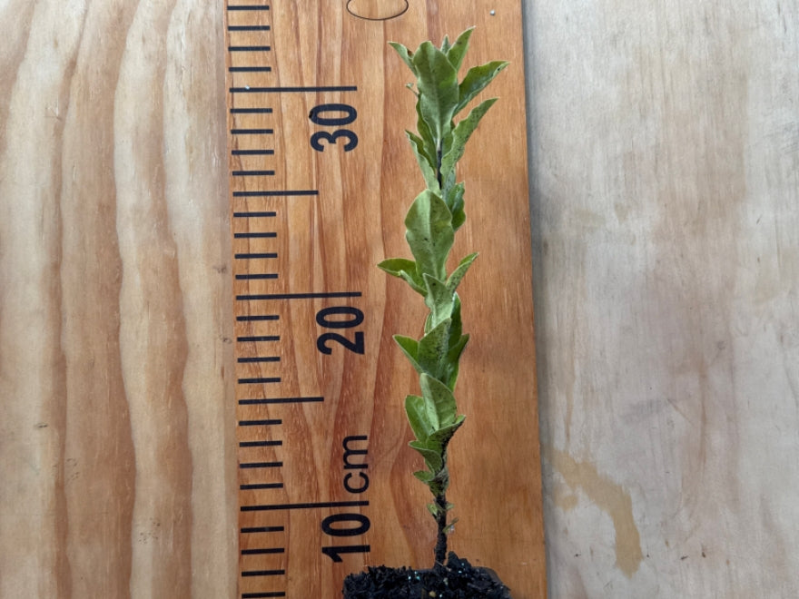 Kōhūhū - Pittosporum Tenuifolium x 1