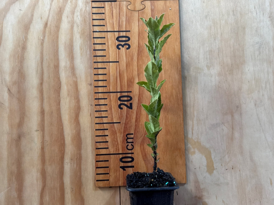 Kōhūhū - Pittosporum Tenuifolium x 1