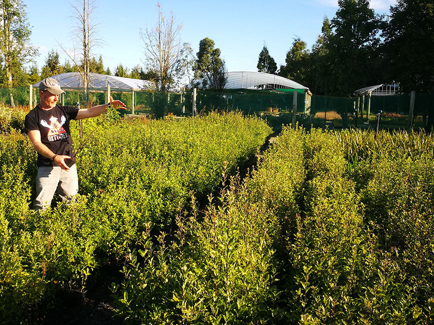 100x Kōhūhū - Pittosporum - $2.99 each