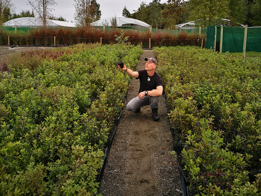 25x Kōhūhū - Pittosporum - $2.99 each