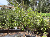 10x Pittosporum Tenuifolium - $1.99 each