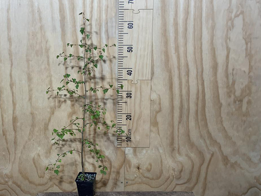 25x Shelter Combo - $4.99 trees & shrubs