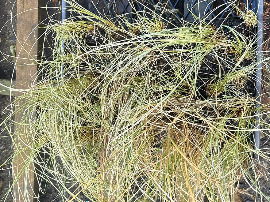 10x Blue tussock - 99c each