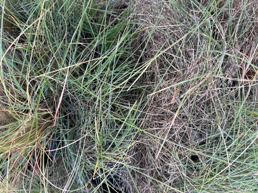 10x Blue tussock - 99c each