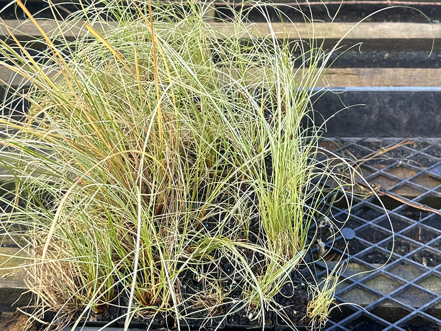 10x Blue tussock - 99c each