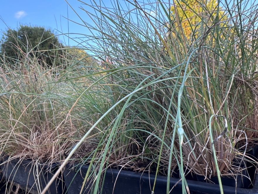 10x Blue tussock - 99c each
