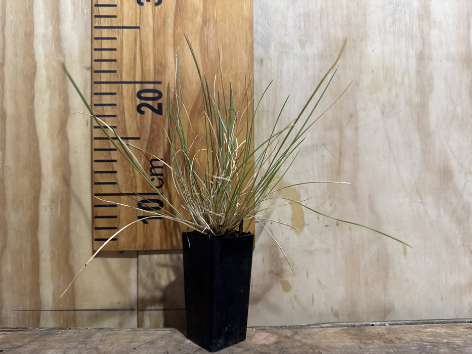 10x Coastal Blue Grass - $1.99c each