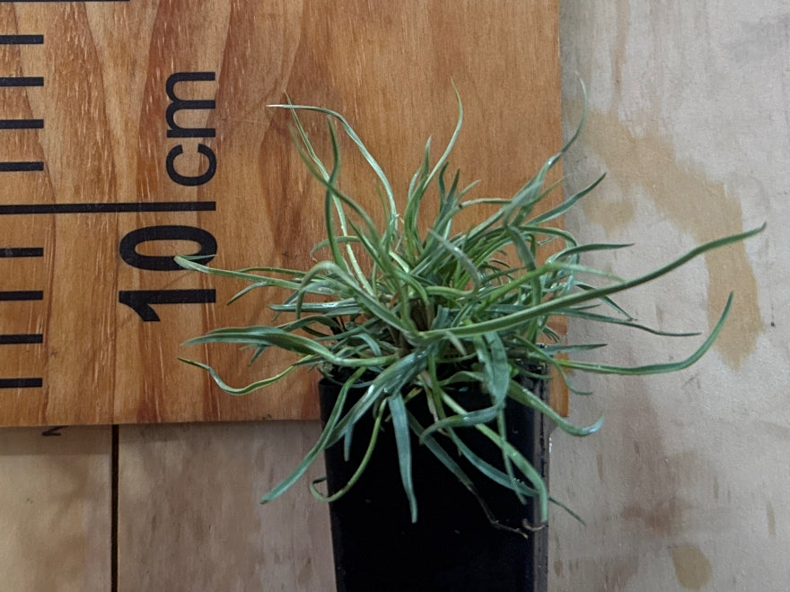 50x Coastal Blue Tussock - $1.99 each