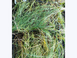 10x Silver Tussock - 99cents each