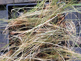 10x Silver Tussock - 99cents each