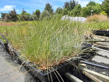 10x Silver Tussock - 99cents each