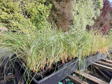 10x Silver Tussock - 99cents each