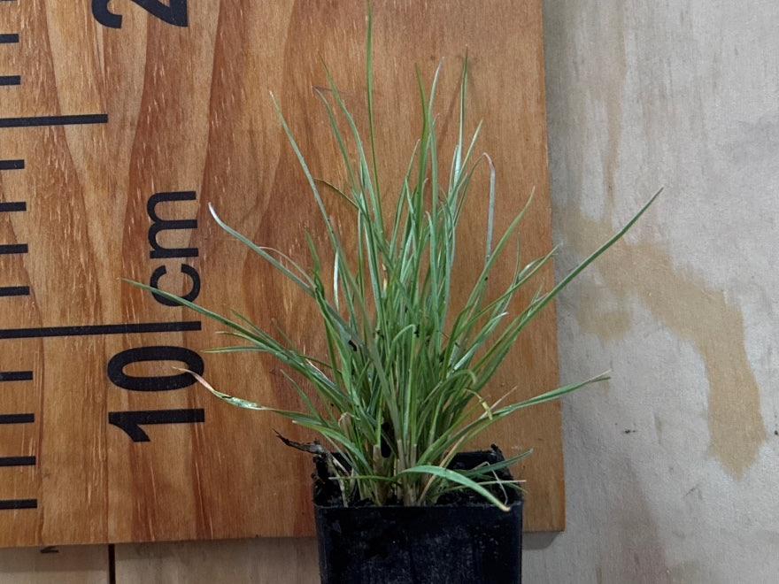 50x Silver Tussock - $2.99 each