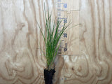 100x Silver Tussock - $1.99 each