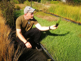 50x Silver Tussock - $1.99 each