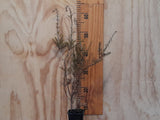5x Podocarpus acutifolius - $9.99