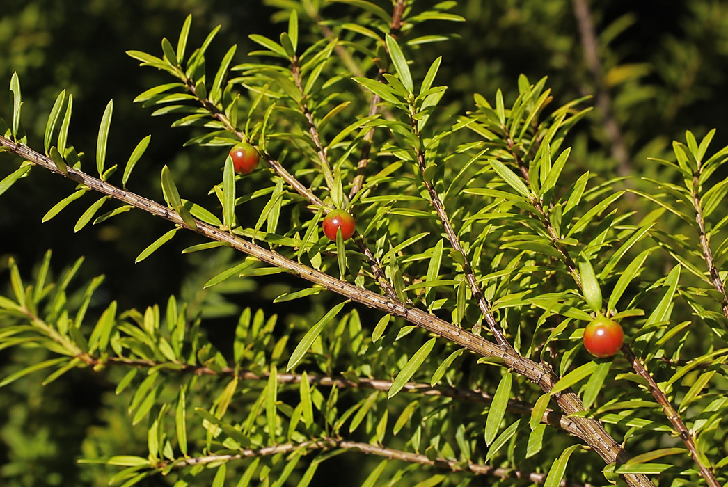 Podocarpus acutifolius