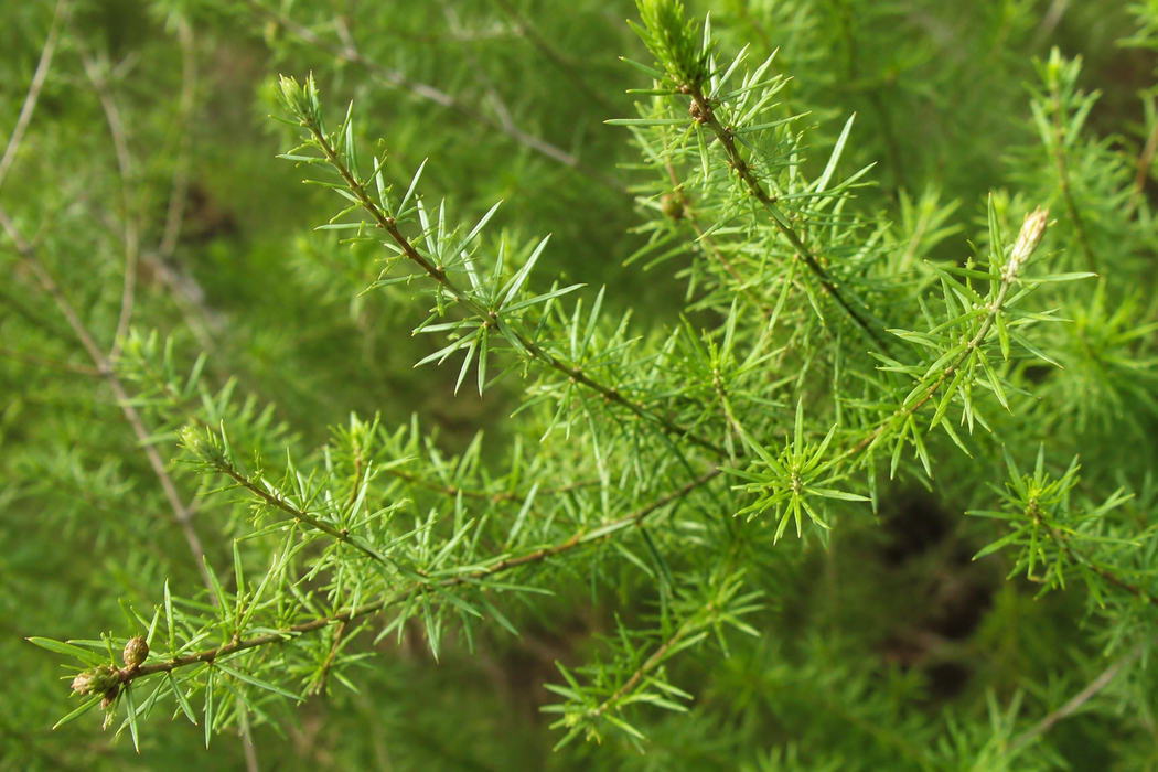 25x Needle-Leaved Tōtara - $4.99 each
