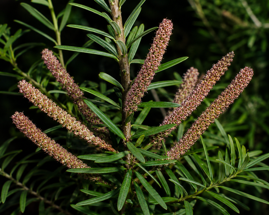 25x Needle-Leaved Tōtara - $4.99 each