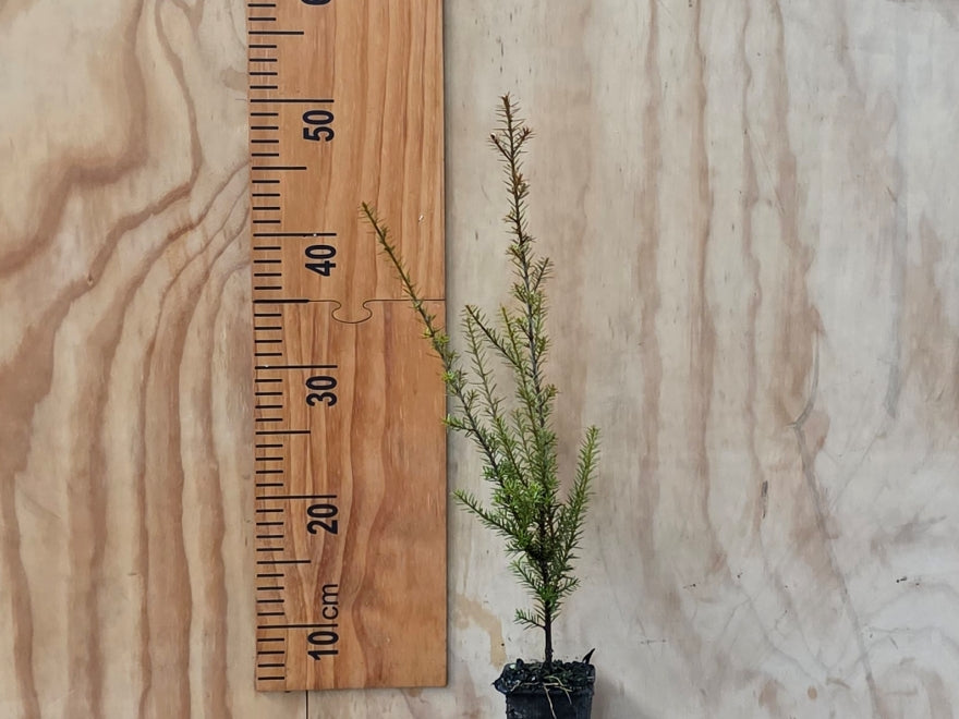 25x Mountain Tōtara Hedge - $4.99 each