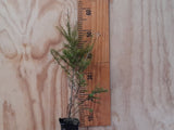 Podocarpus acutifolius x1