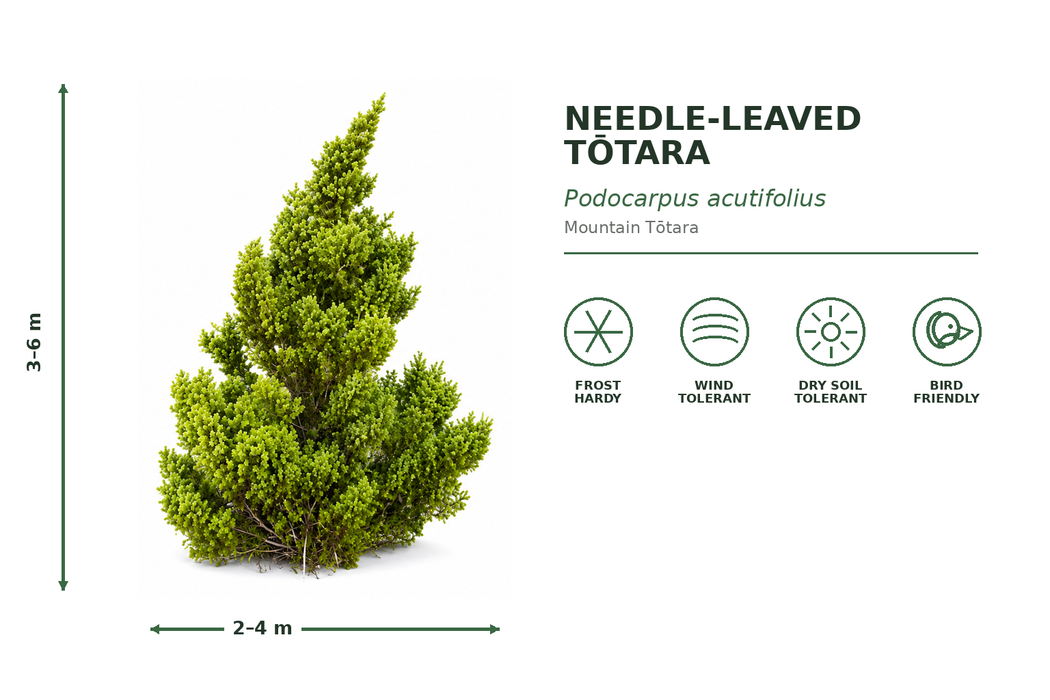 10xMountain Tōtara Hedge - $5.99 each