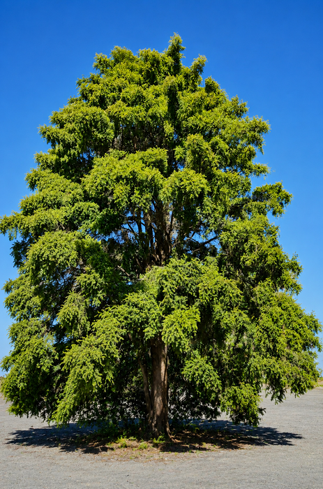 5x Needle-Leaved Tōtara - $5.99 each