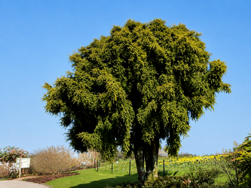 Podocarpus acutifolius
