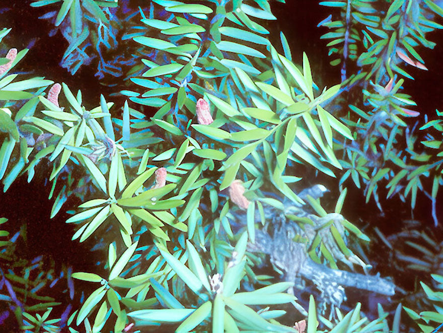 Podocarpus acutifolius